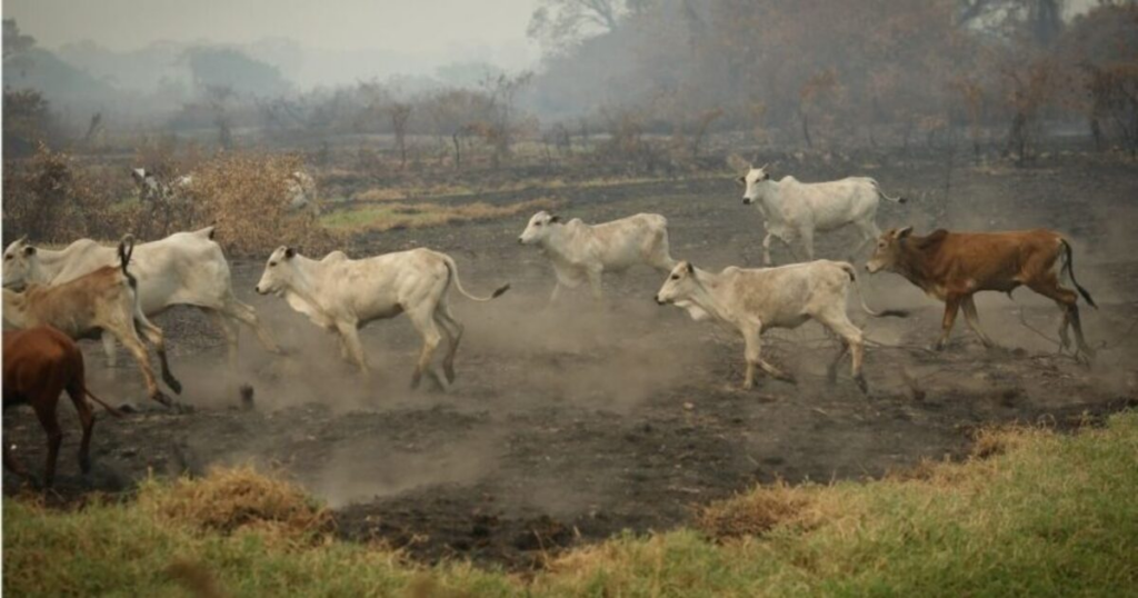 Entenda por que queimadas têm influência indireta na alta dos preços da carne bovina - Foto: Reprodução/ Estadão