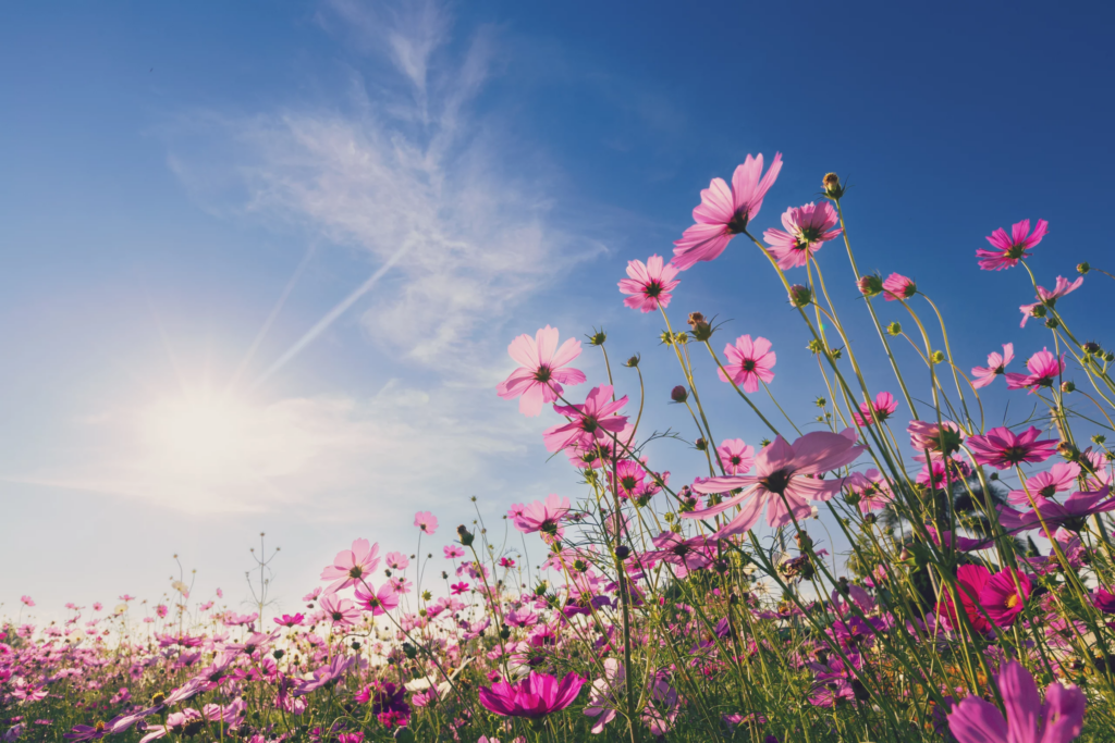 Primavera inicia neste domingo e La Niña deve influenciar a estação - Foto: iStock/Divulgação/Educa SC