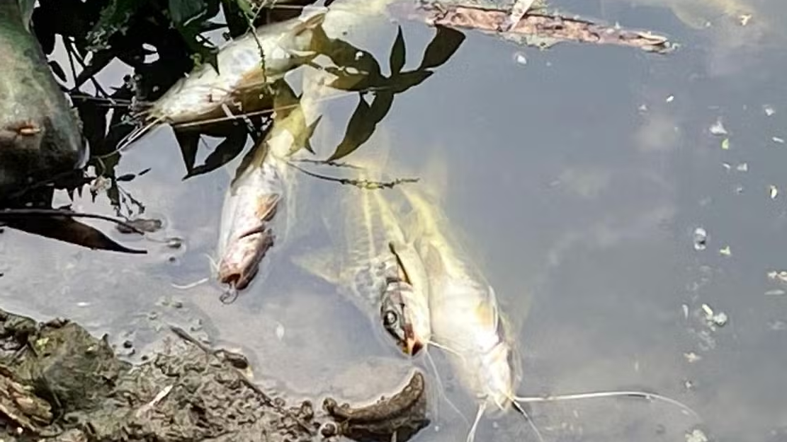 Com estiagem, peixes lutam por oxigênio na superfície do Rio Corumbataí em Piracicaba — Foto: Edijan Del Santo/ EPTV