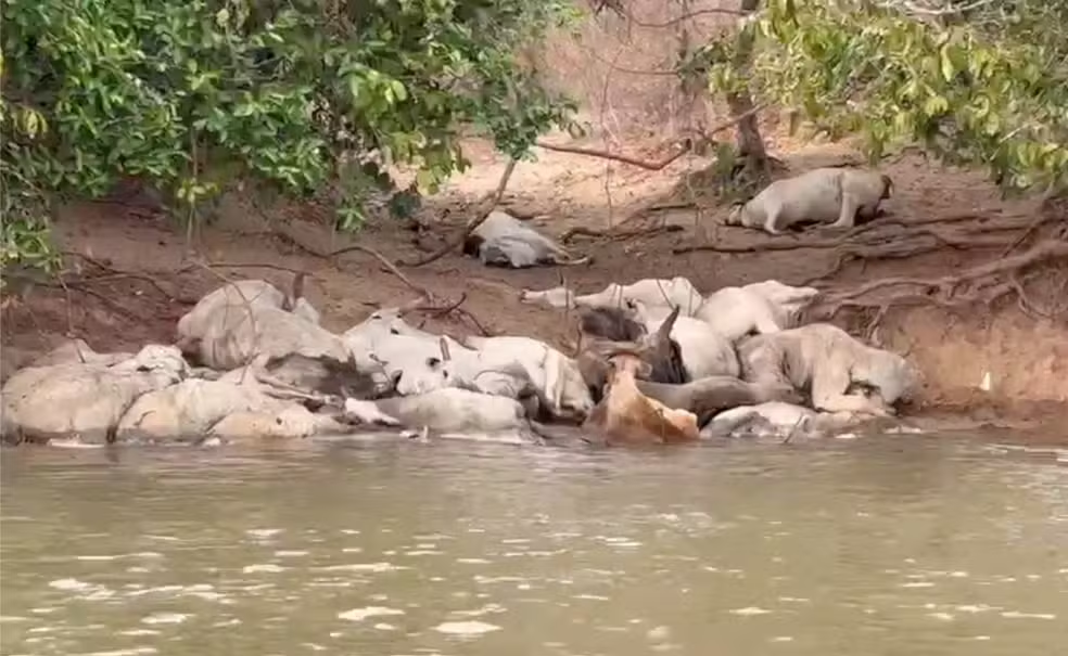 Seca no Pantanal: gado morre atolado no Rio Taquari em busca de água — Foto: Reprodução