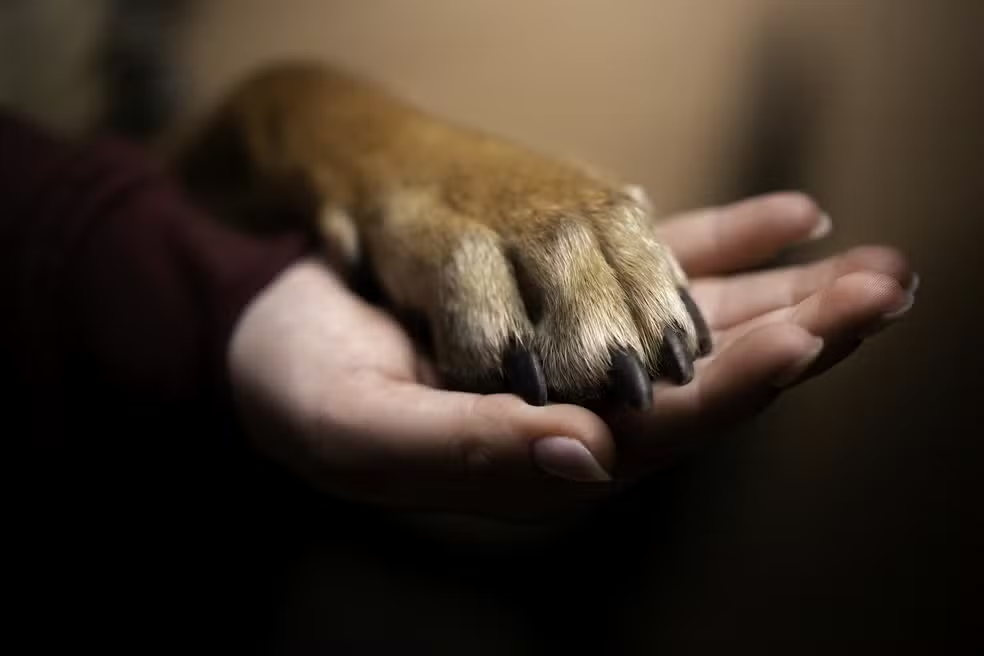 Após separação de casal, Justiça de MG concede pensão alimentícia para cachorro — Foto: Divulgação/TJ