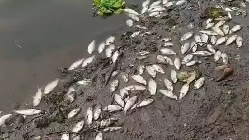 Governo apura se morte de peixes na Represa Billings tem relação com poluição em SP - Foto: Reprodução/TV São Bernardo/Facebook