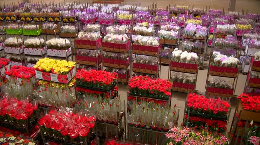 Produtores de flores buscam alternativas para contornar tempo seco e altas temperaturas — Foto: Reprodução/EPTV