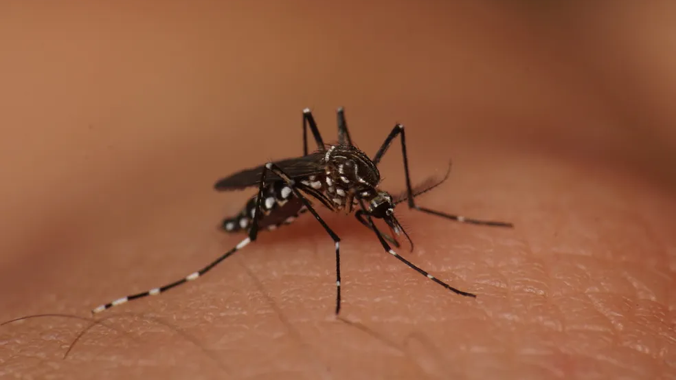 Mortes por dengue em Piracicaba disparam em 2024 com 16 óbitos confirmados — Foto: Lucas Garriga/INaturalist