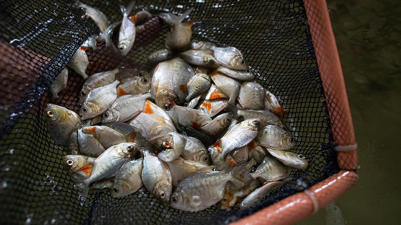 Crise climática e até as queimadas podem afetar produção e preço dos peixes - Foto: Reprodução