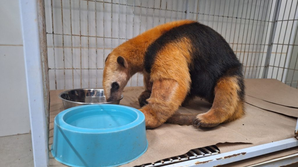 Animais vítimas de incêndios florestais no interior paulista começam a voltar à natureza - Foto: Divulgação/Governo de São Paulo