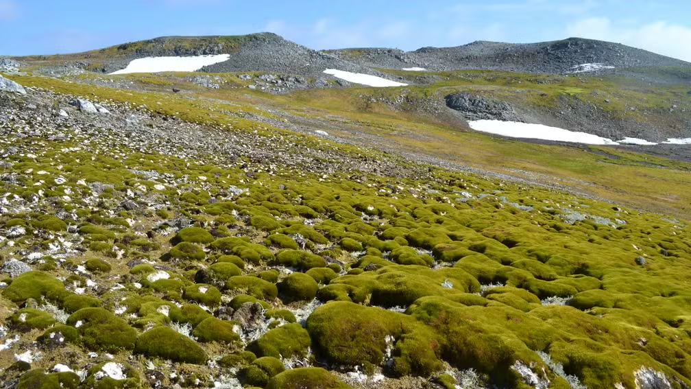 Antártica está 'ficando verde' em ritmo acelerado, alertam cientistas — Foto: Dan Charman