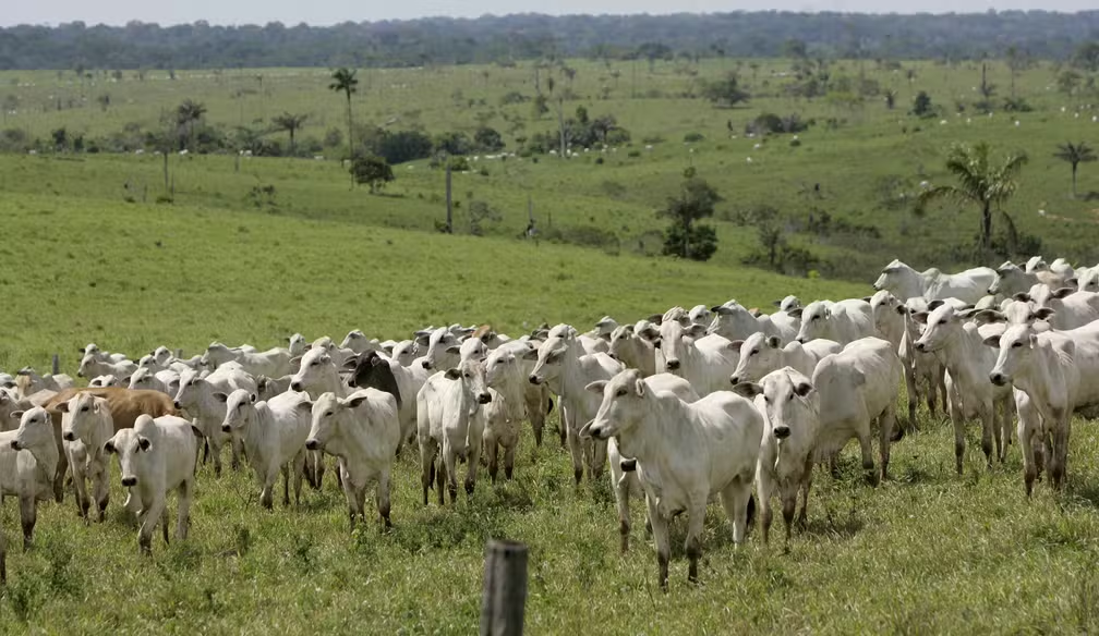 Mais de 90% do desmatamento da Amazônia é para abertura de pastagem, diz MapBiomas — Foto: AP Photo/Silvia Izquierdo