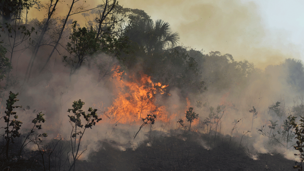 Governo envia projeto ao Congresso para aumentar penas por crimes ambientais - Foto: Lucas Landau/Getty Images