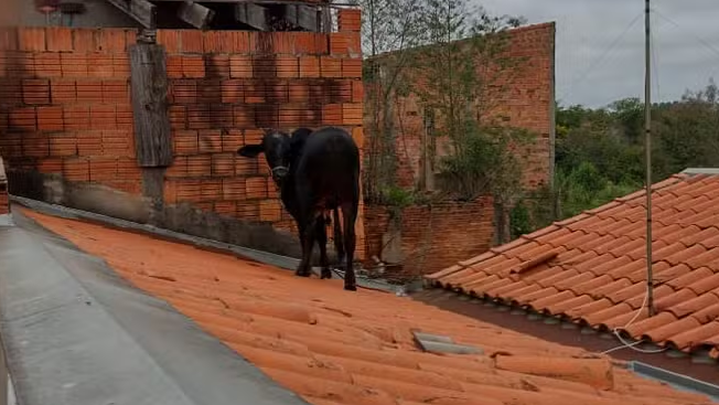 Vaca surpreende moradores ao aparecer no telhado de casa no interior de SP — Foto: Arquivo pessoal